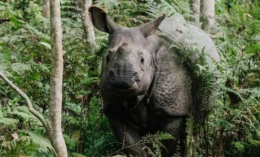 Chitwan Jungle Excursion