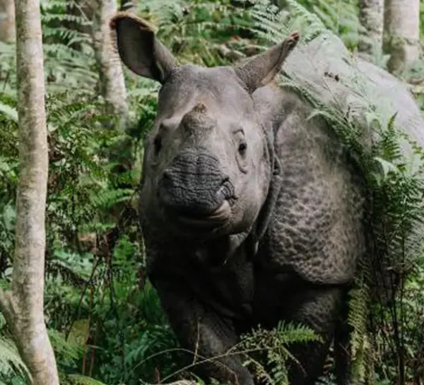 Chitwan Jungle Excursion