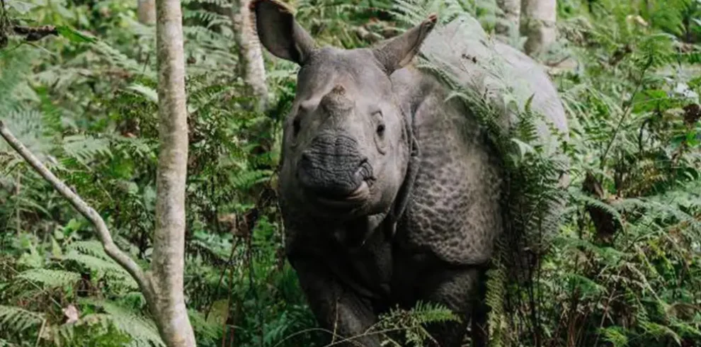 Chitwan Jungle Excursion