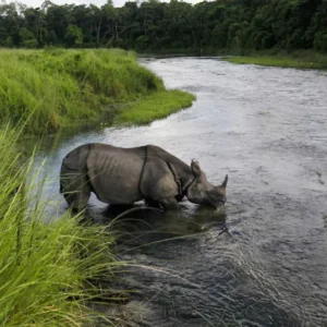 Chitwan Jungle Safari - Rhino Sighting