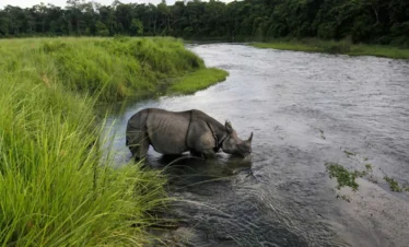 Chitwan Jungle Safari - Rhino Sighting