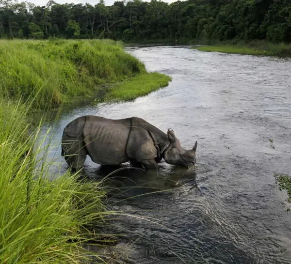 Chitwan Jungle Safari - Rhino Sighting