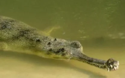 Chitwan Jungle Safari in December