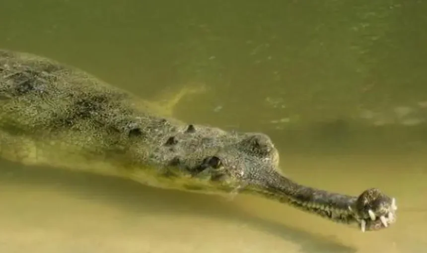 Chitwan Jungle Safari in December