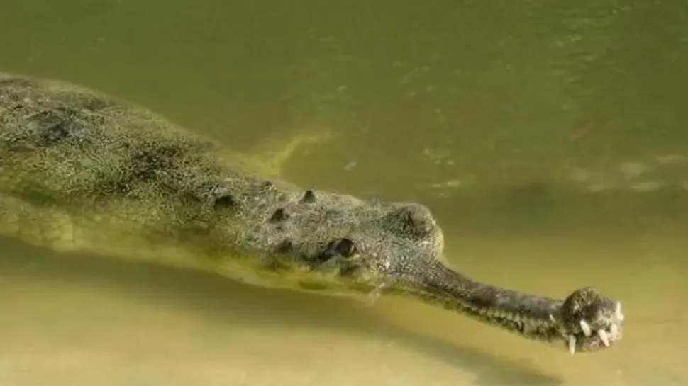 Chitwan Jungle Safari in December