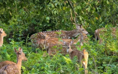Chitwan Jungle Safari in January