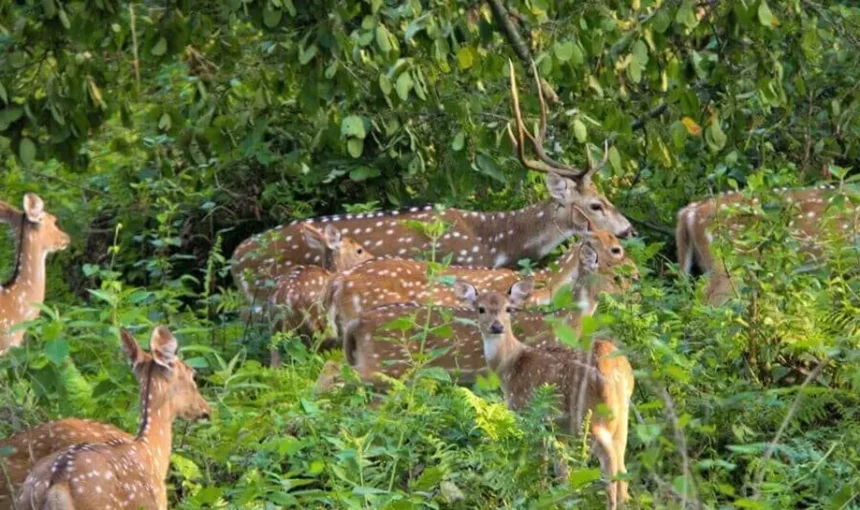 Chitwan Jungle Safari in January