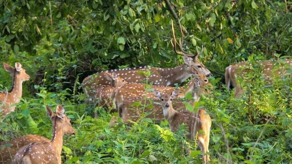 Chitwan Jungle Safari in January