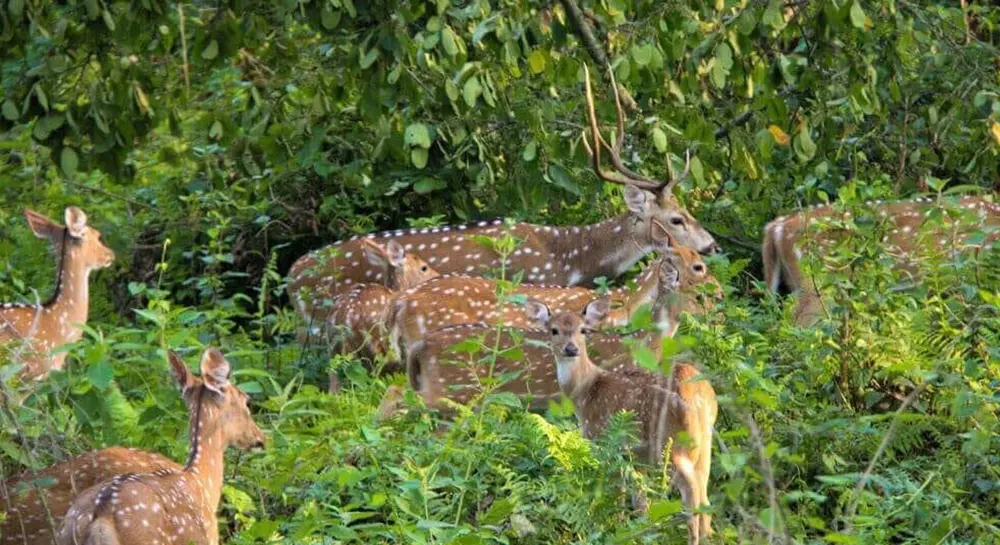 Chitwan Jungle Safari in January