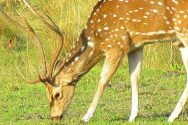Chitwan Jungle Safari in July