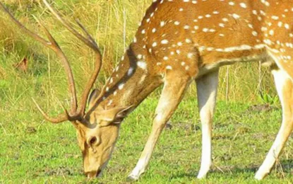 Chitwan Jungle Safari in July