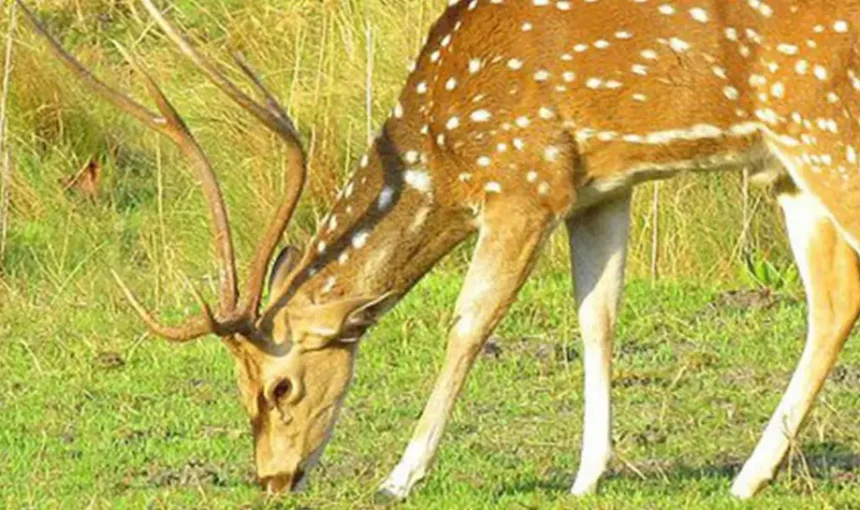 Chitwan Jungle Safari in July