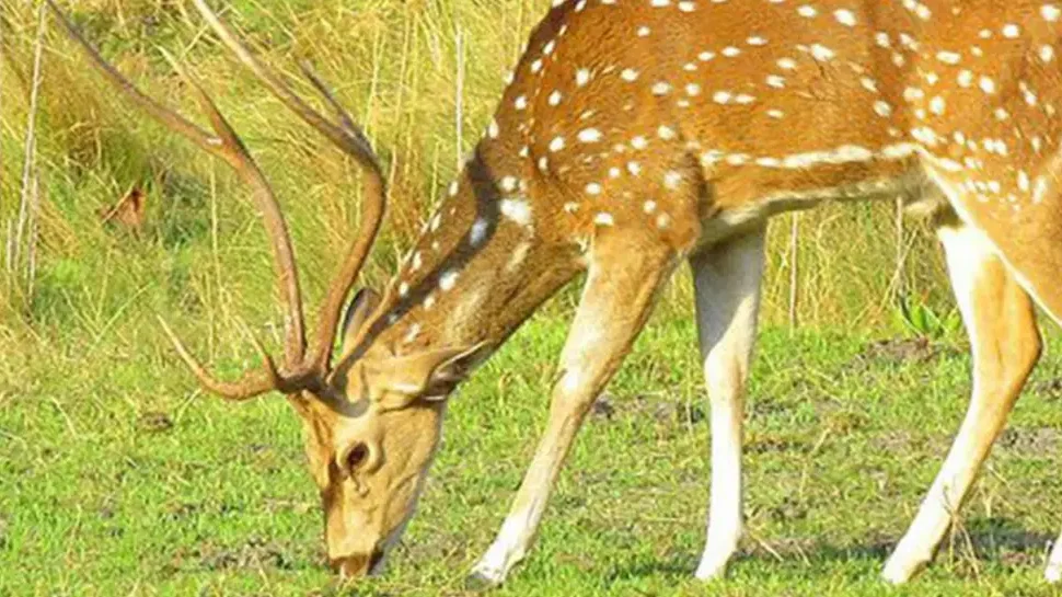 Chitwan Jungle Safari in July