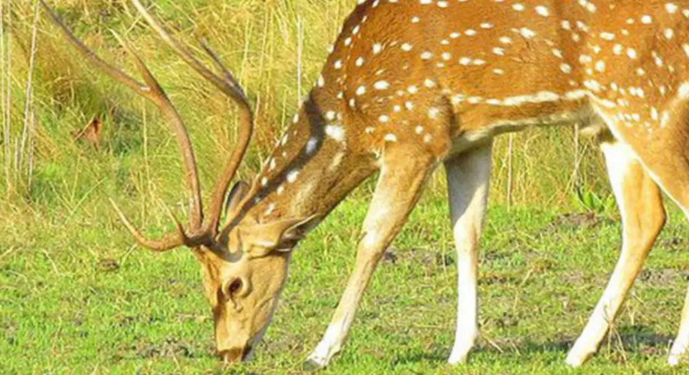 Chitwan Jungle Safari in July