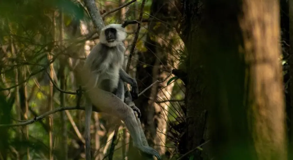 Chitwan Jungle Safari in June