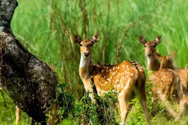 Chitwan Jungle Safari in March