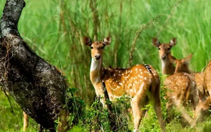 Photography Tips for Your Jungle Safari