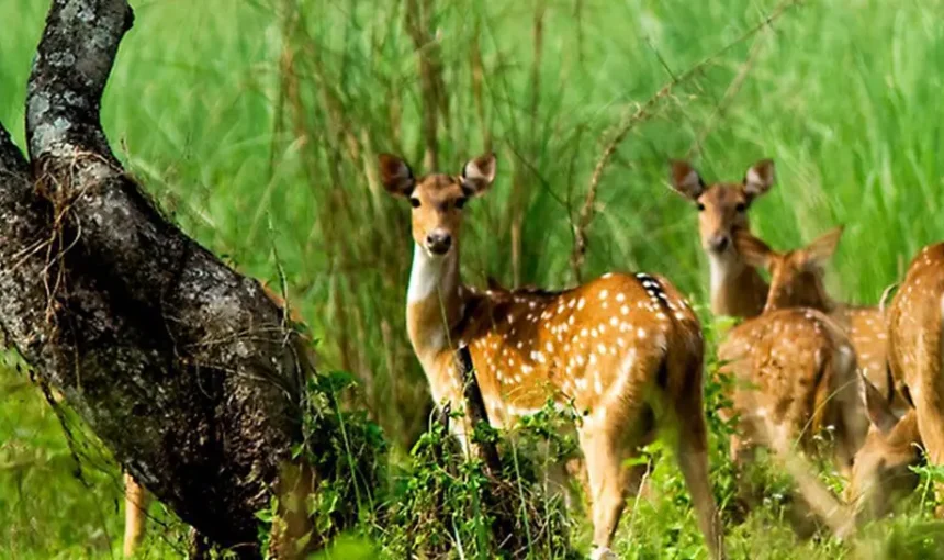 Photography Tips for Your Jungle Safari