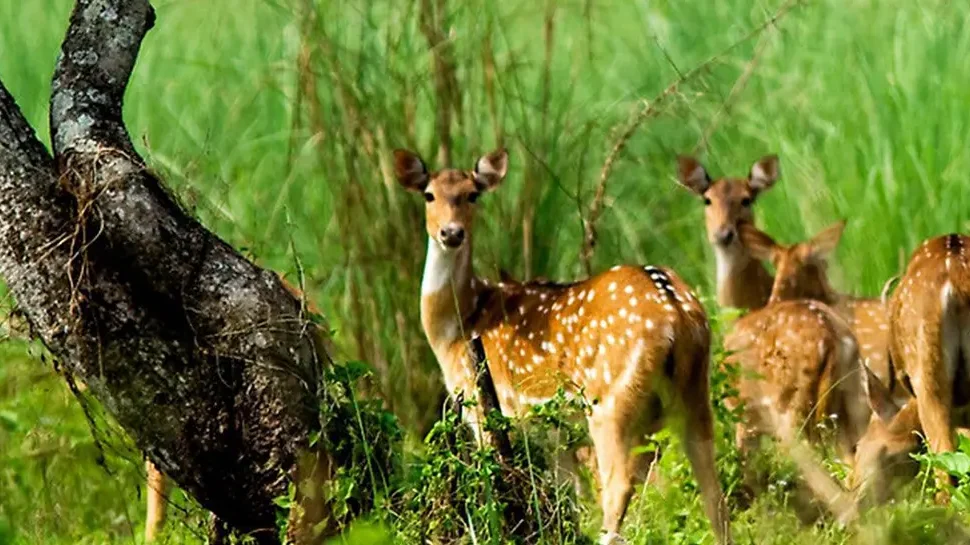 Chitwan Jungle Safari in March