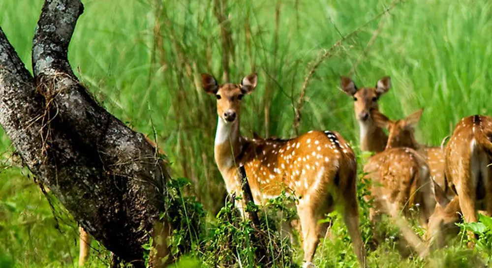 Chitwan Jungle Safari in March