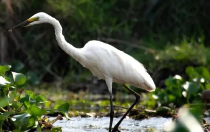 Chitwan Jungle Safari in May: Thrilling Pre-Monsoon Wildlife Adventures