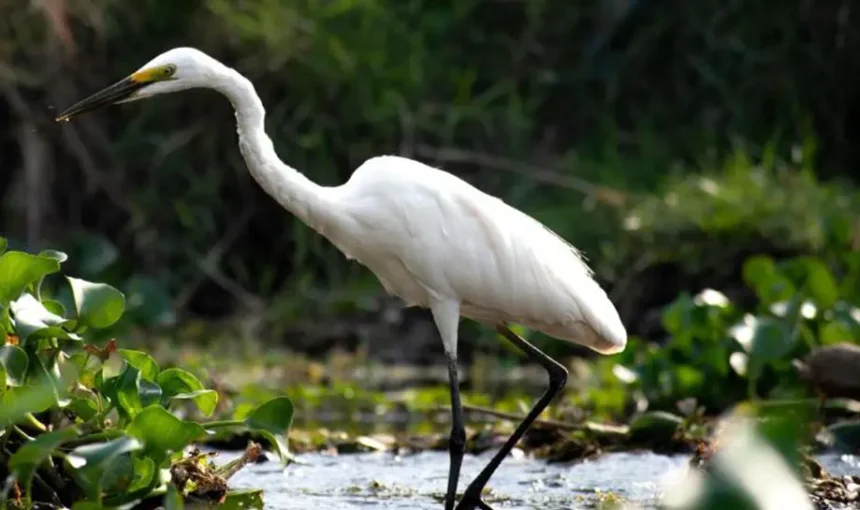 Chitwan Jungle Safari in May: Thrilling Pre-Monsoon Wildlife Adventures