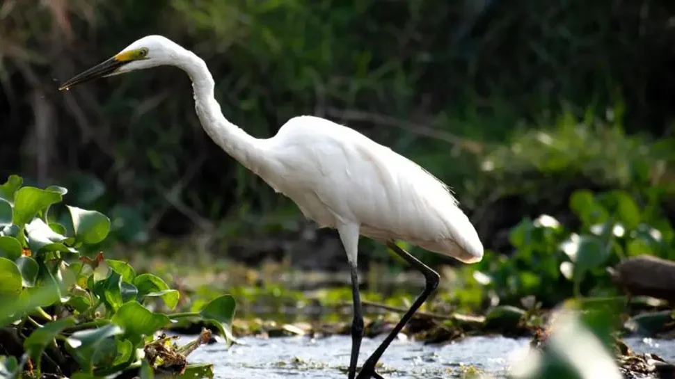 Chitwan Jungle Safari in May