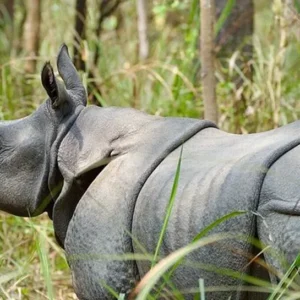 Chitwan Jungle Safari in November Chitwan National Park Facts