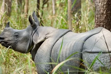 Chitwan Jungle Safari in November