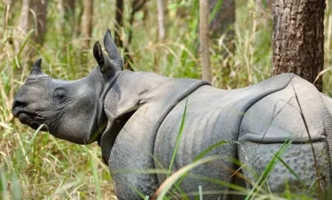 Chitwan Jungle Safari in November Chitwan National Park Facts