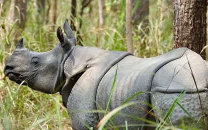 Chitwan Jungle Safari in November