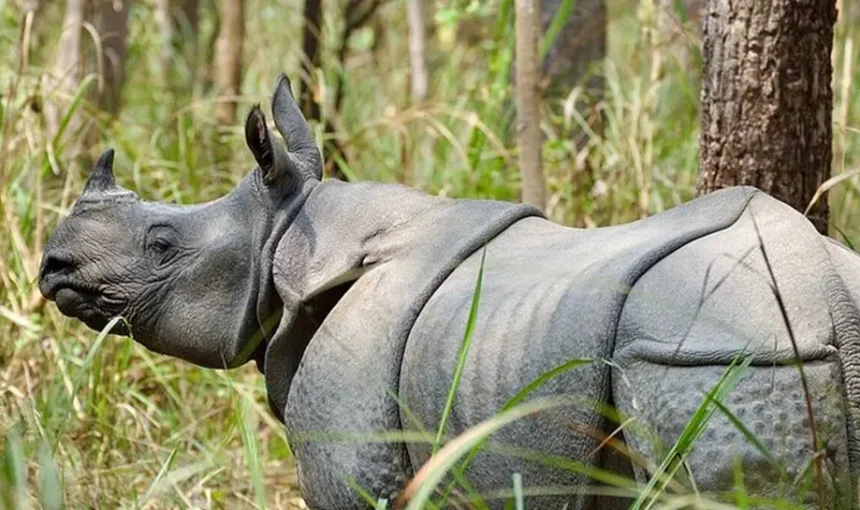 Chitwan Jungle Safari in November