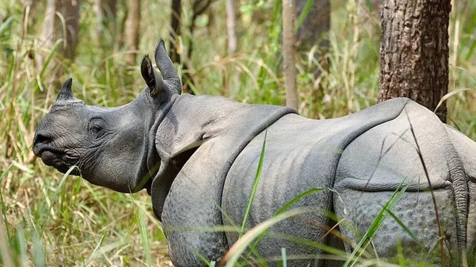 Chitwan Jungle Safari in November