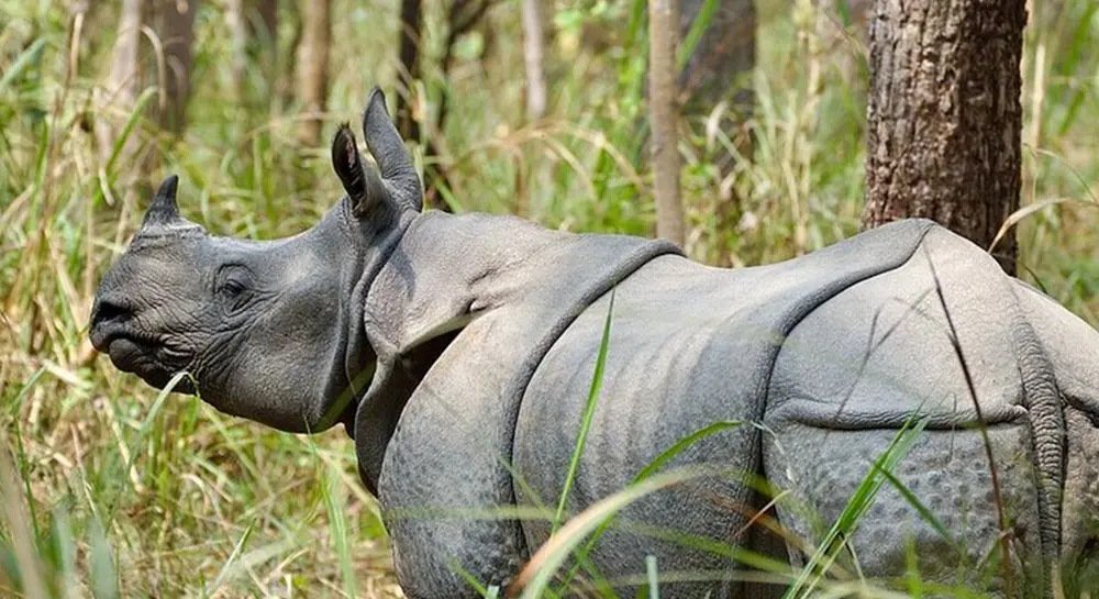 Chitwan Jungle Safari in November