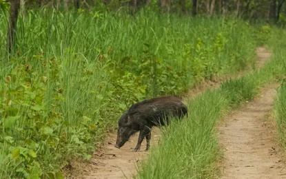 Chitwan Jungle Safari in March: Spring Wildlife Adventure