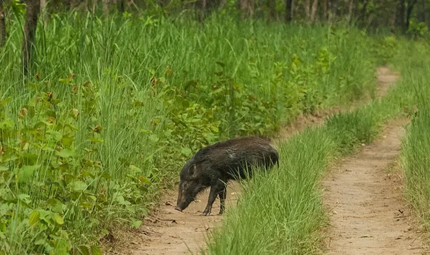 Chitwan Jungle Safari in March: Spring Wildlife Adventure