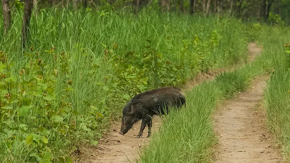 Chitwan Jungle safari In April