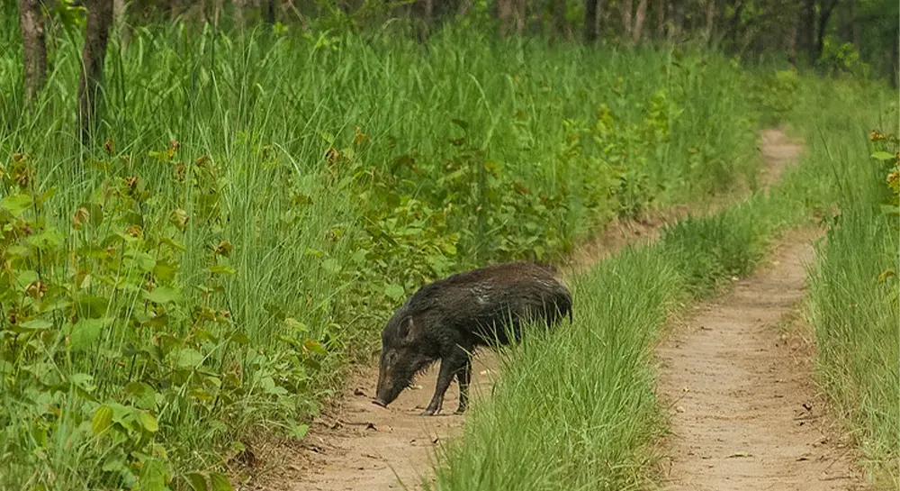 Chitwan Jungle safari In April