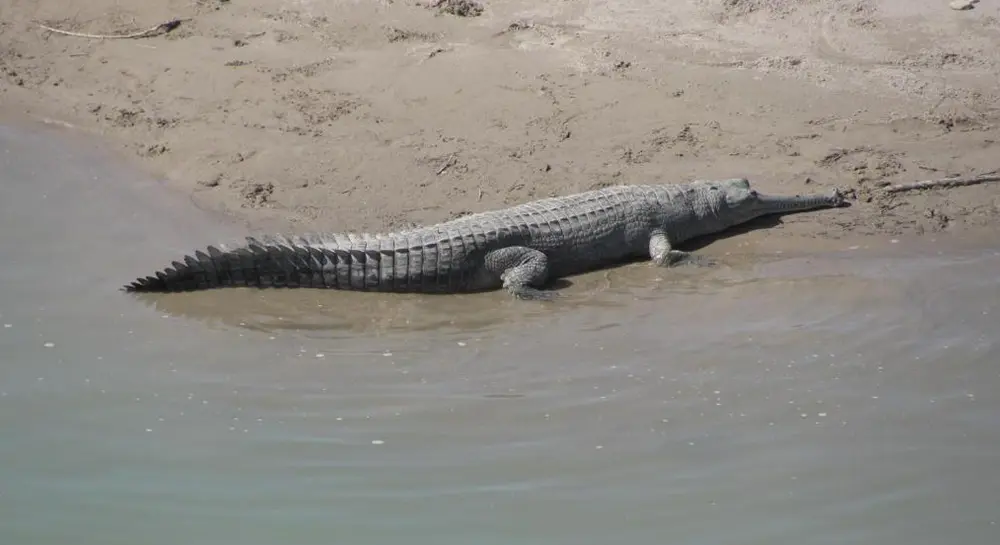 Chitwan Safari In August