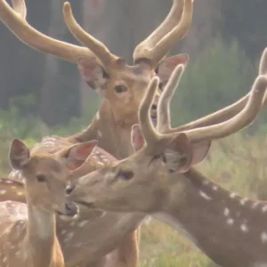 1 Night Chitwan Jungle Tour