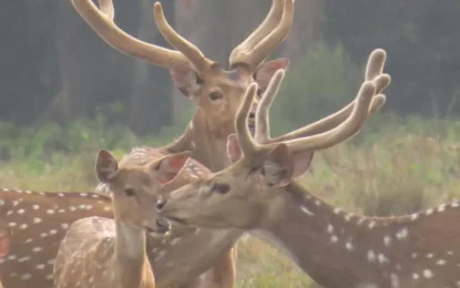 Chitwan Safari in April: Wild Encounters