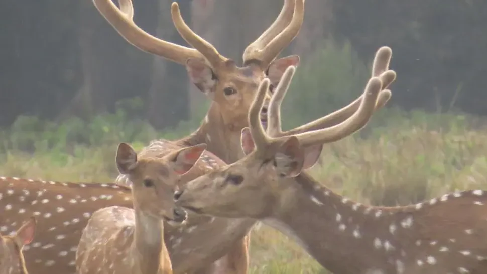 1 Night Chitwan Jungle Tour