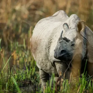 One horned Rhino- Chitwan Jungle Safari
