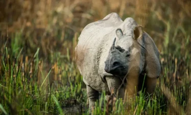 One horned Rhino- Chitwan Jungle Safari