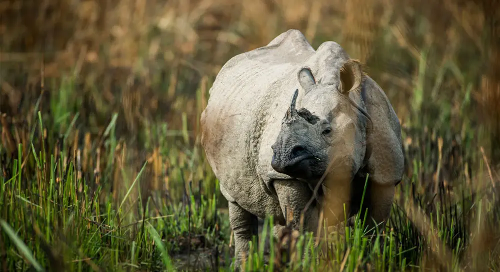One horned Rhino- Chitwan Jungle Safari