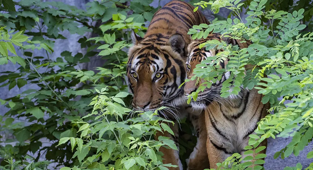best time to visit chitwan National Park