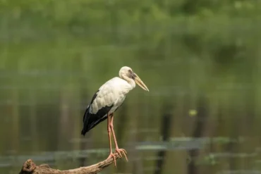 birds on Chitwan Safari bird watching