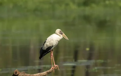 Bird-Watching Paradise: Exploring Chitwan’s Avian Life