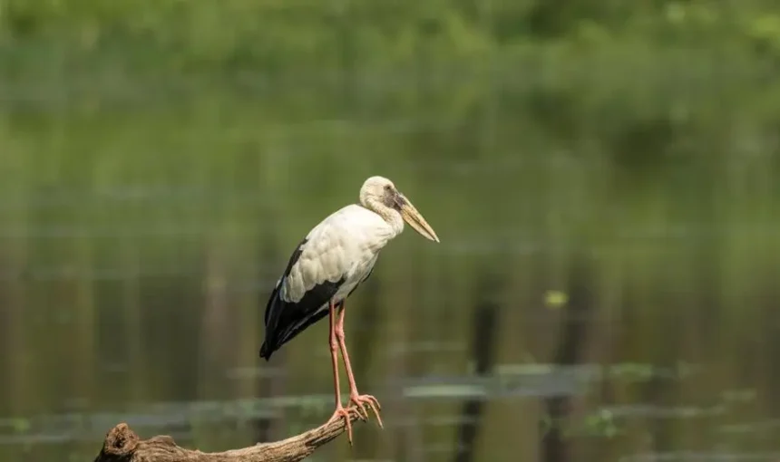 Bird-Watching Paradise: Exploring Chitwan’s Avian Life