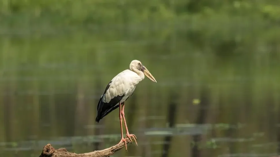 birds on Chitwan Safari bird watching